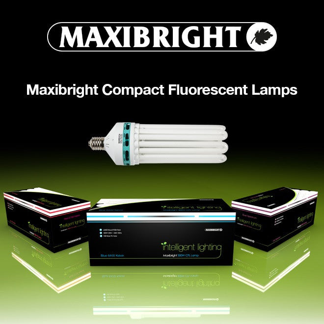 Maxibright - CFL 300 Watt (Blue Spectrum Lamp)